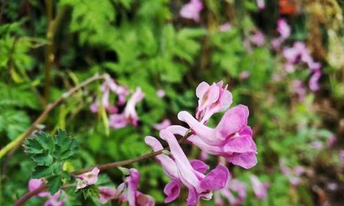 象征至死不渝爱情的植物有哪些？它们的花语是什么？