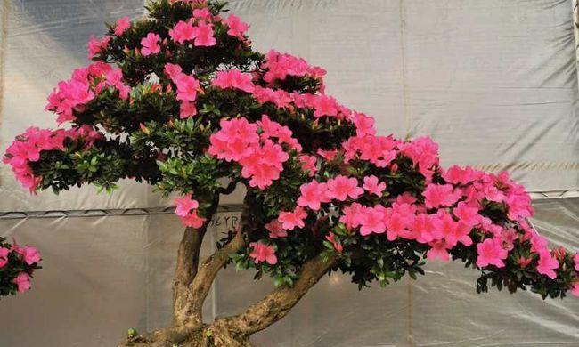 杜鹃花养殖技巧有哪些？如何解决常见问题？