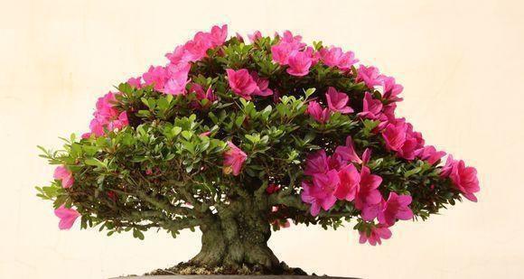 杜鹃花养殖技巧有哪些？如何解决常见问题？