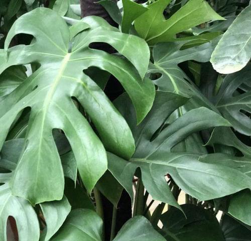 象征忠诚的植物有哪些？它们各自代表什么含义？