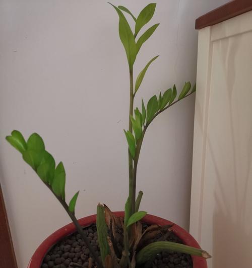 象征默默付出的植物有哪些？它们各自代表了什么含义？