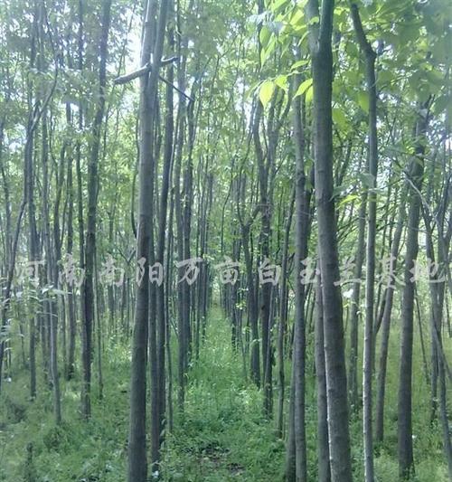 杜仲的原产地是哪里？如何识别真正的杜仲产地？