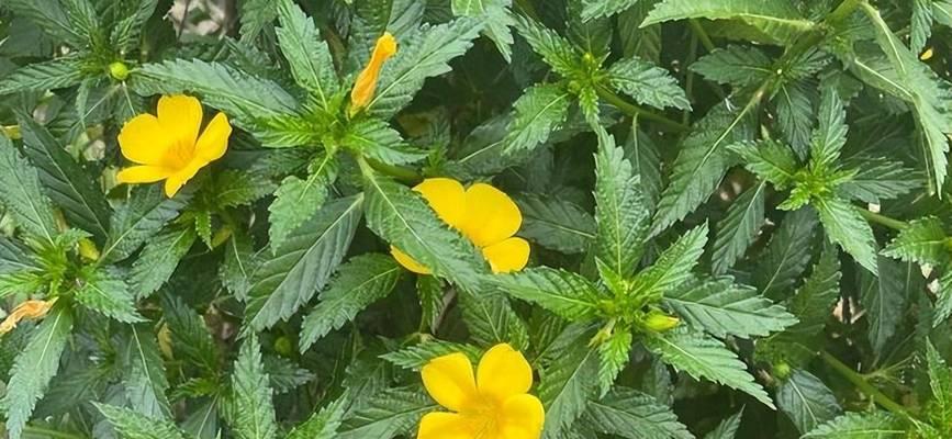 象征自律的植物有哪些？它们各自代表什么含义？