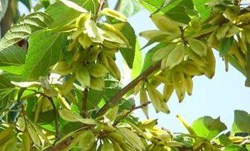 杜仲的生长周期是多长时间？如何科学管理以缩短周期？