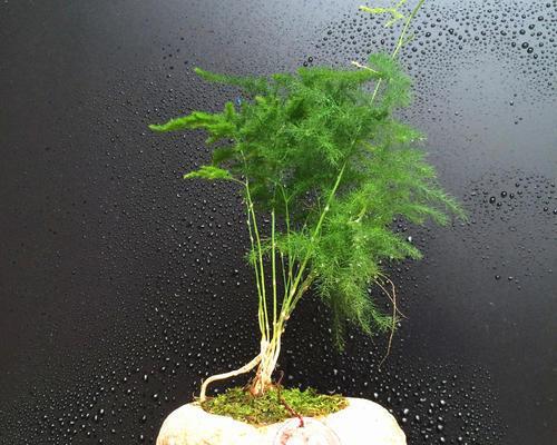 象征禅意的植物有哪些？它们各自代表什么含义？