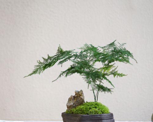 象征禅意的植物有哪些？它们各自代表什么含义？