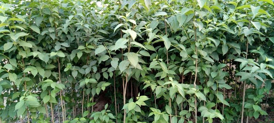 杜仲种子种植方法是什么？如何确保高成活率？