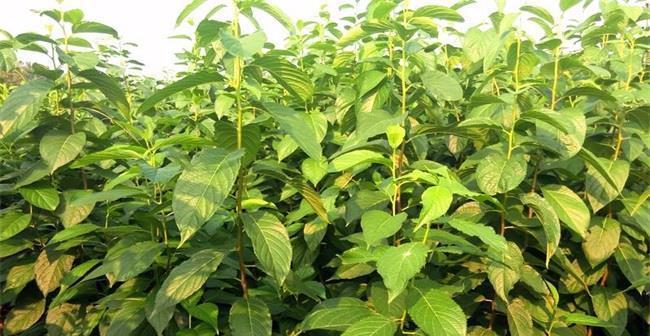 杜仲种子种植方法是什么？如何确保高成活率？