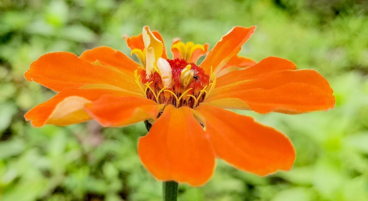 端午花开花时间是什么时候？如何正确养护？