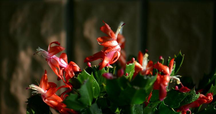 蟹爪兰的寓意和花语是什么？如何养护才能花开不断？