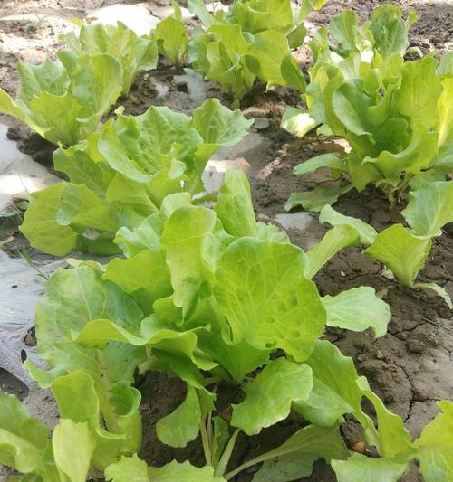 端午前后适合种什么蔬菜？有哪些蔬菜种植技巧？