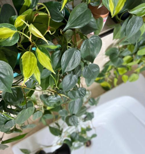 心叶藤的花语是什么？它有哪些独特的价值和用途？