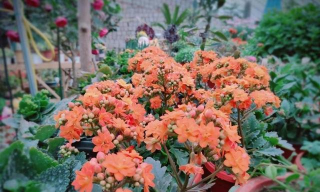 短日照花卉有哪些？如何正确选择和养护？
