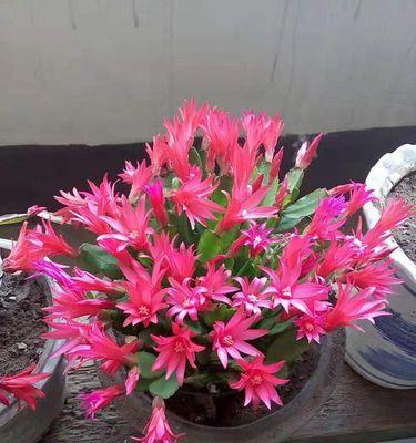短日照花卉有哪些？如何正确选择和养护？