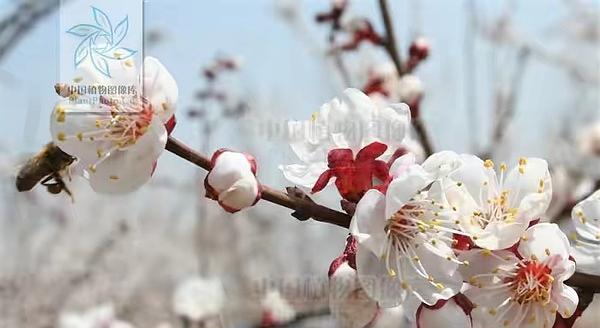 杏花的花语是什么意思？杏花代表了哪些美好寓意？