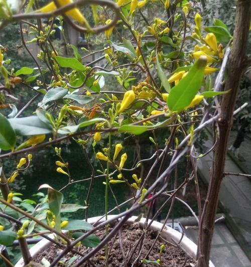 断肠草长什么样？如何识别断肠草的特征？