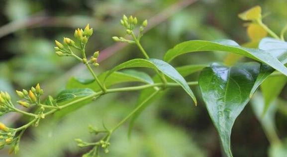 断肠草长什么样？如何识别断肠草的特征？