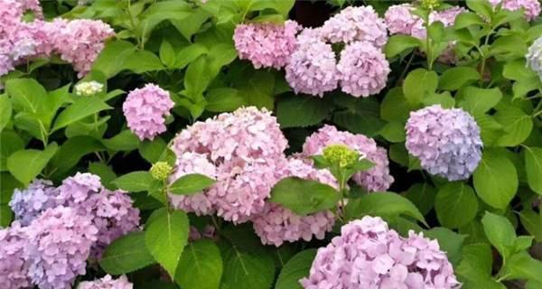 绣球花代表什么意思？绣球花的花语有哪些？