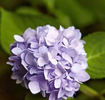 绣球花代表什么意思？绣球花的花语有哪些？