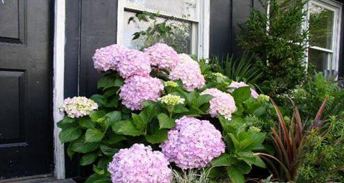 绣球花代表什么意思？绣球花的花语有哪些？