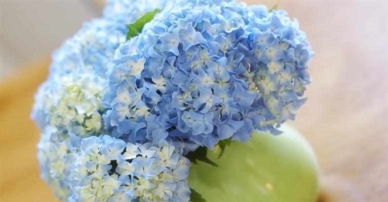 绣球花花语是什么？绣球花代表了哪些意义？