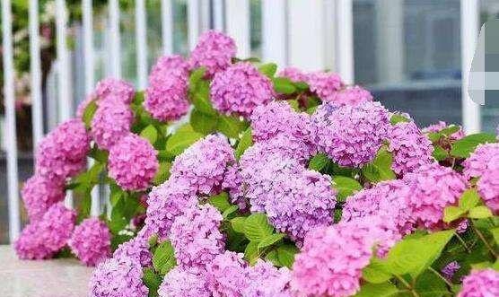 绣球花的寓意及象征？如何解读绣球花的深层含义？