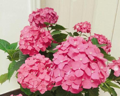 绣球花的寓意及象征？如何解读绣球花的深层含义？
