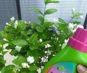 堆肥可以直接种花吗？使用堆肥种植花卉的正确方法是什么？