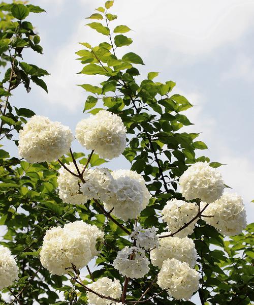 绣球花有什么传说？揭秘其背后的文化意义？