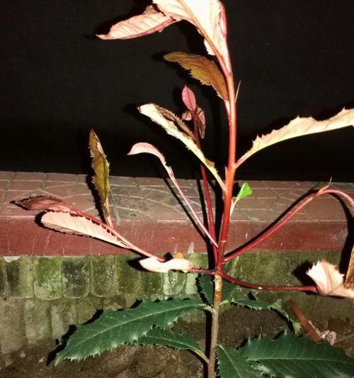 对对红不开花是什么原因？如何解决不开花问题？