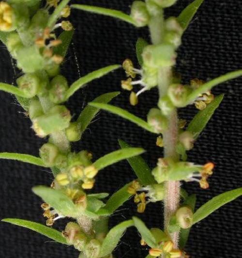 对对红不开花是什么原因？如何解决不开花问题？