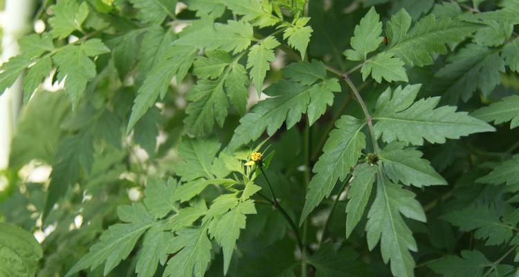 对对红不开花是什么原因？如何解决不开花问题？