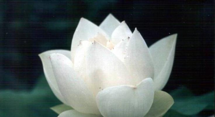 雪莲花的寓意象征着什么？如何理解雪莲花的深层含义？