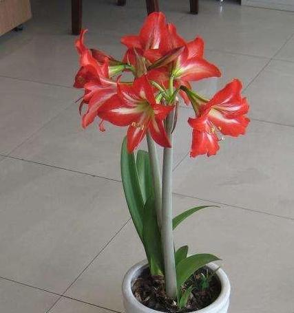 对对红开花后怎么处理？如何进行修剪和养护？