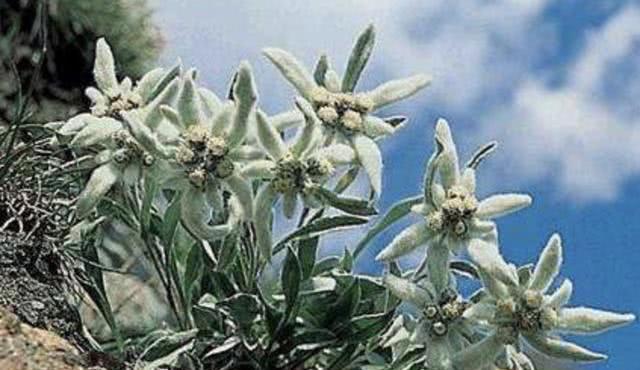 雪绒花的花语是什么？它背后有哪些美丽传说？
