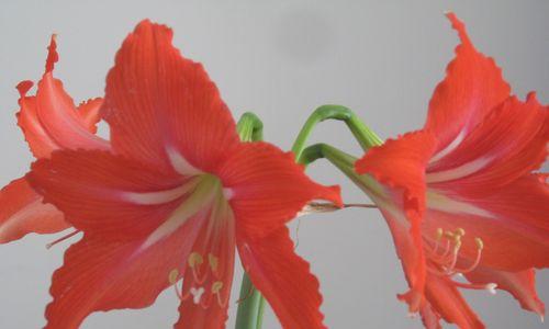 对对红的开花周期是多久？一年能开几次花？