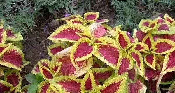 对红花喜阴还是喜阳光的植物？如何正确养护？