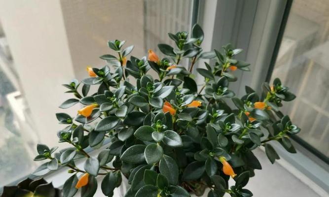 对红花喜阴还是喜阳光的植物？如何正确养护？