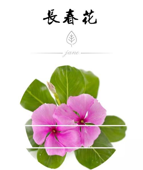 雁来红的花语是什么？它背后有哪些传说故事？