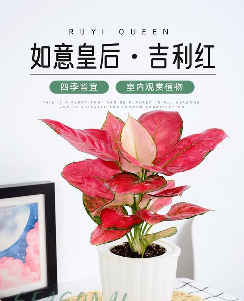 对红水培可行吗？如何正确进行水培对红？