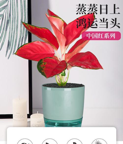 对红水培可行吗？如何正确进行水培对红？