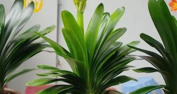 对红植物有毒性吗？室内养护需要注意什么？