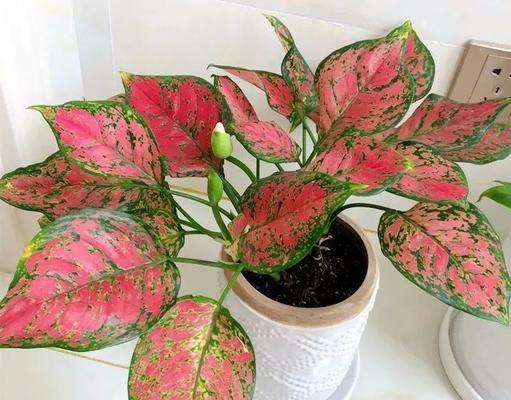 对红植物有毒性吗？室内养护需要注意什么？