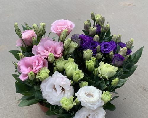 洋桔梗花的花语是什么？如何正确解读洋桔梗花的含义？