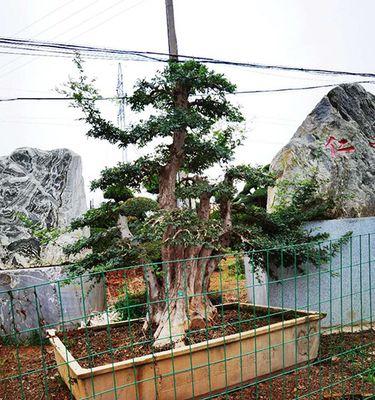 对节白蜡冬天剪枝的正确方法和注意事项是什么？