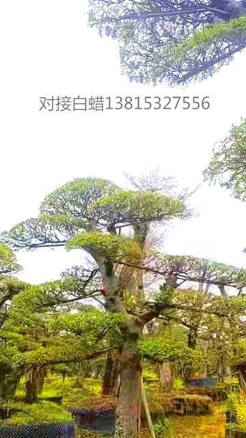 对节白蜡冬天落叶吗？是常绿植物还是季节性落叶？