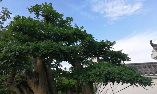 对节白蜡冬天落叶吗？是常绿植物还是季节性落叶？