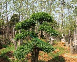 对节白蜡冬天落叶吗？是常绿植物还是季节性落叶？