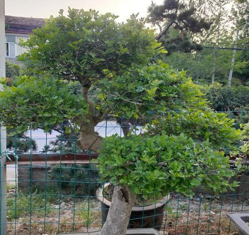 对节白蜡好养活吗？养植技巧和注意事项是什么？