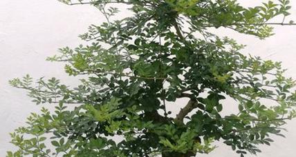 对节白蜡好养活吗？养植技巧和注意事项是什么？